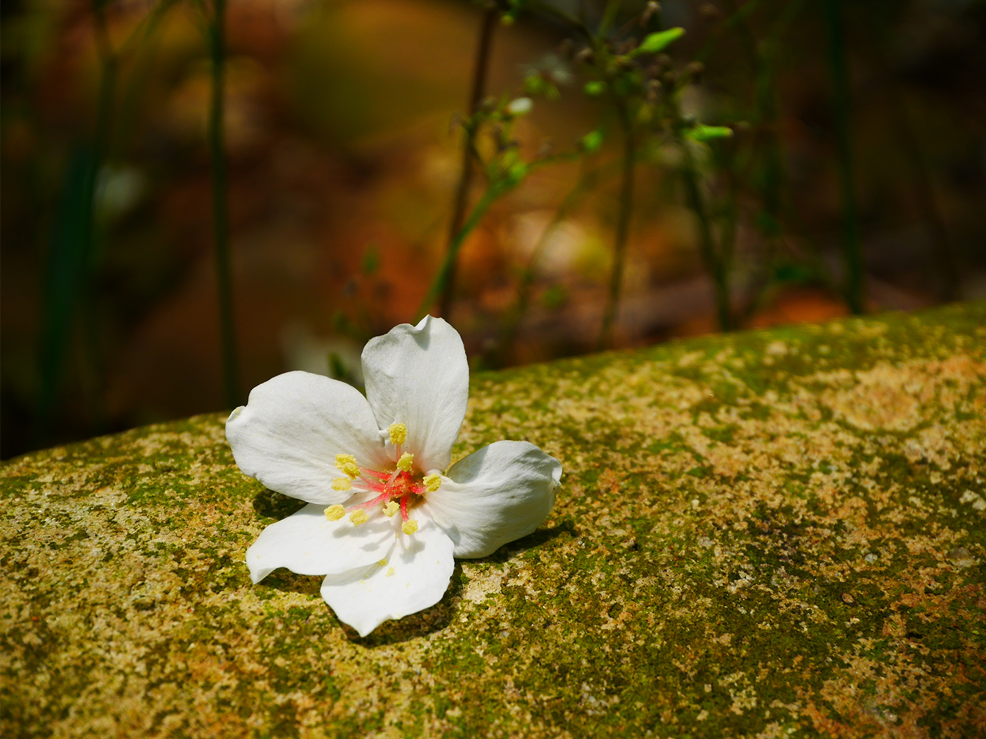 一朵桐花