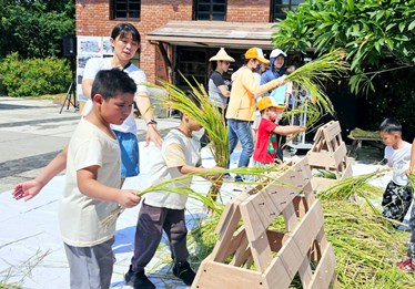 六堆好天時‧割禾打鬥敘，民眾體驗傳統脫穀(摔稻)