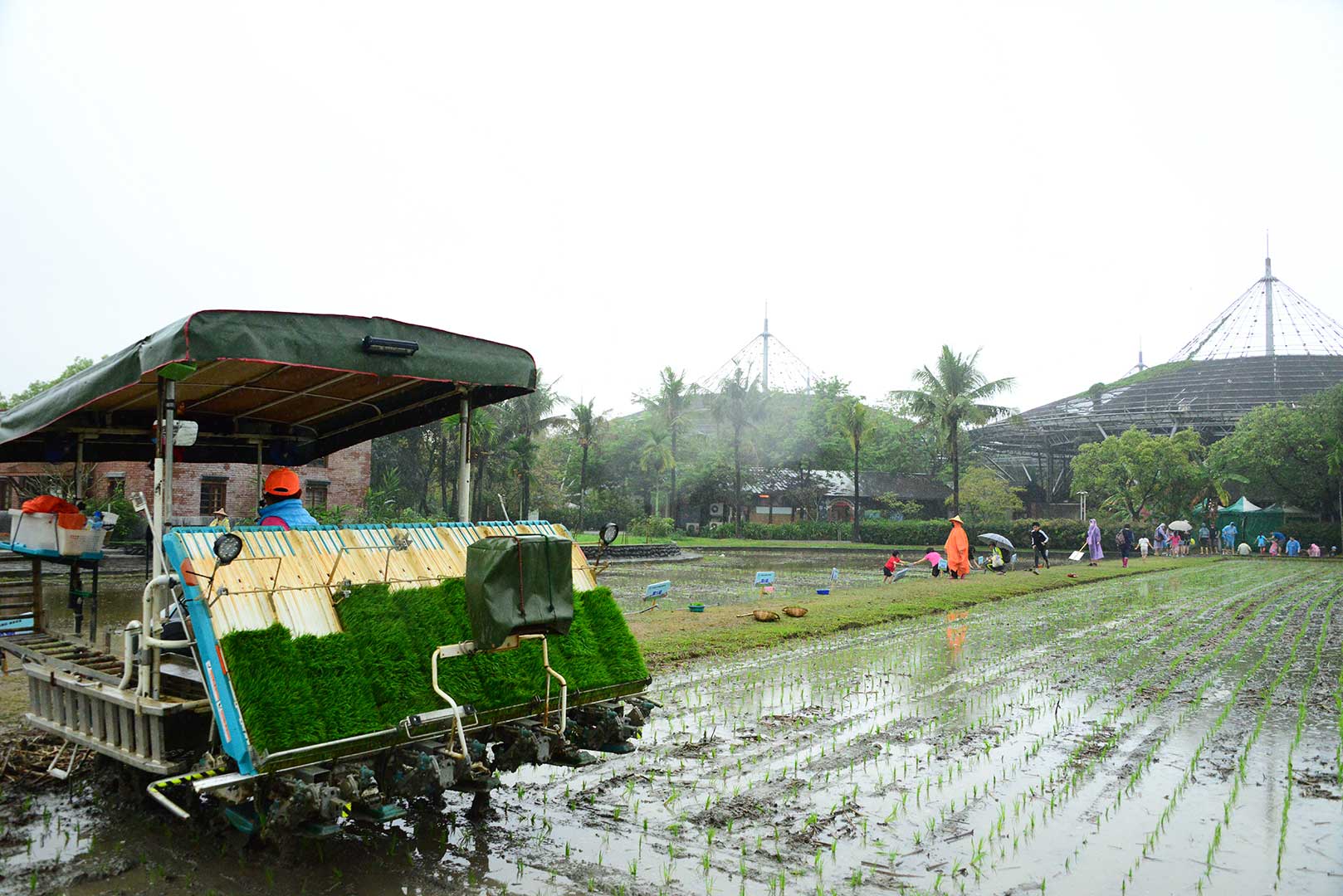 Machine and manual planting of rice seedlings are compared