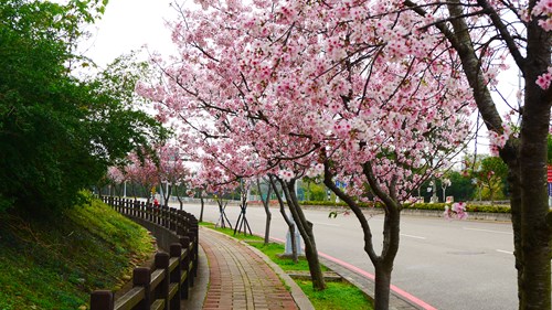 步道上的櫻花