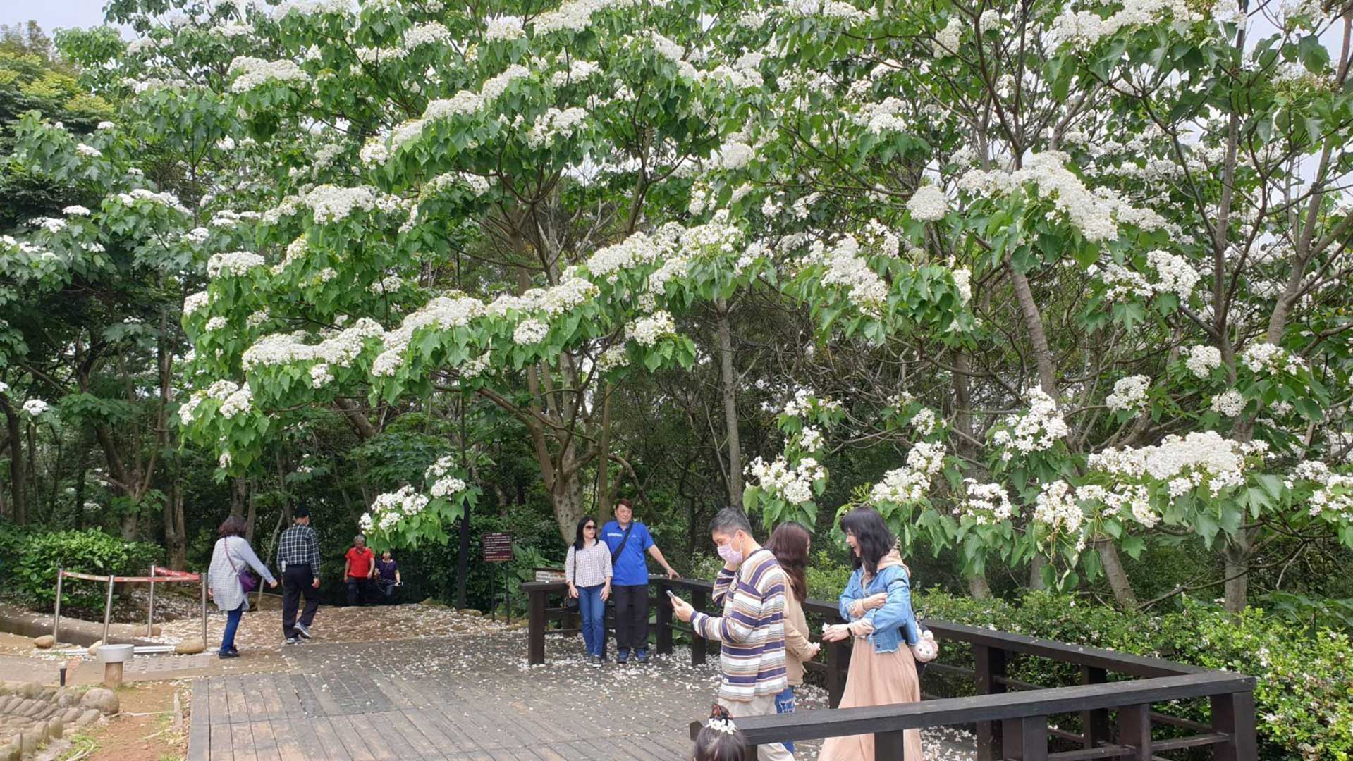 Picture/visitors viewing the flowers