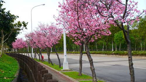馬路邊的櫻花