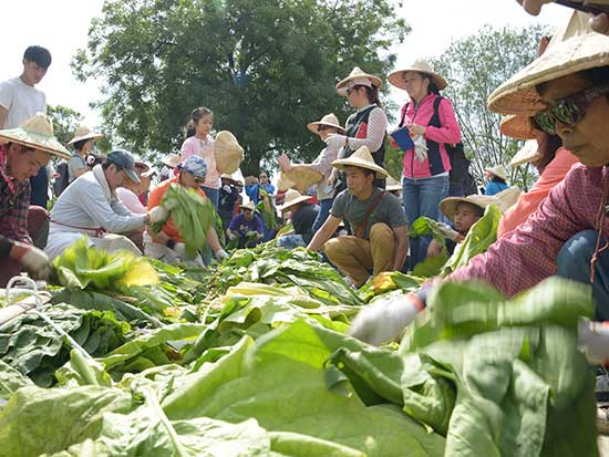 Tobacco field, where you can collect the tobaccos. 主圖