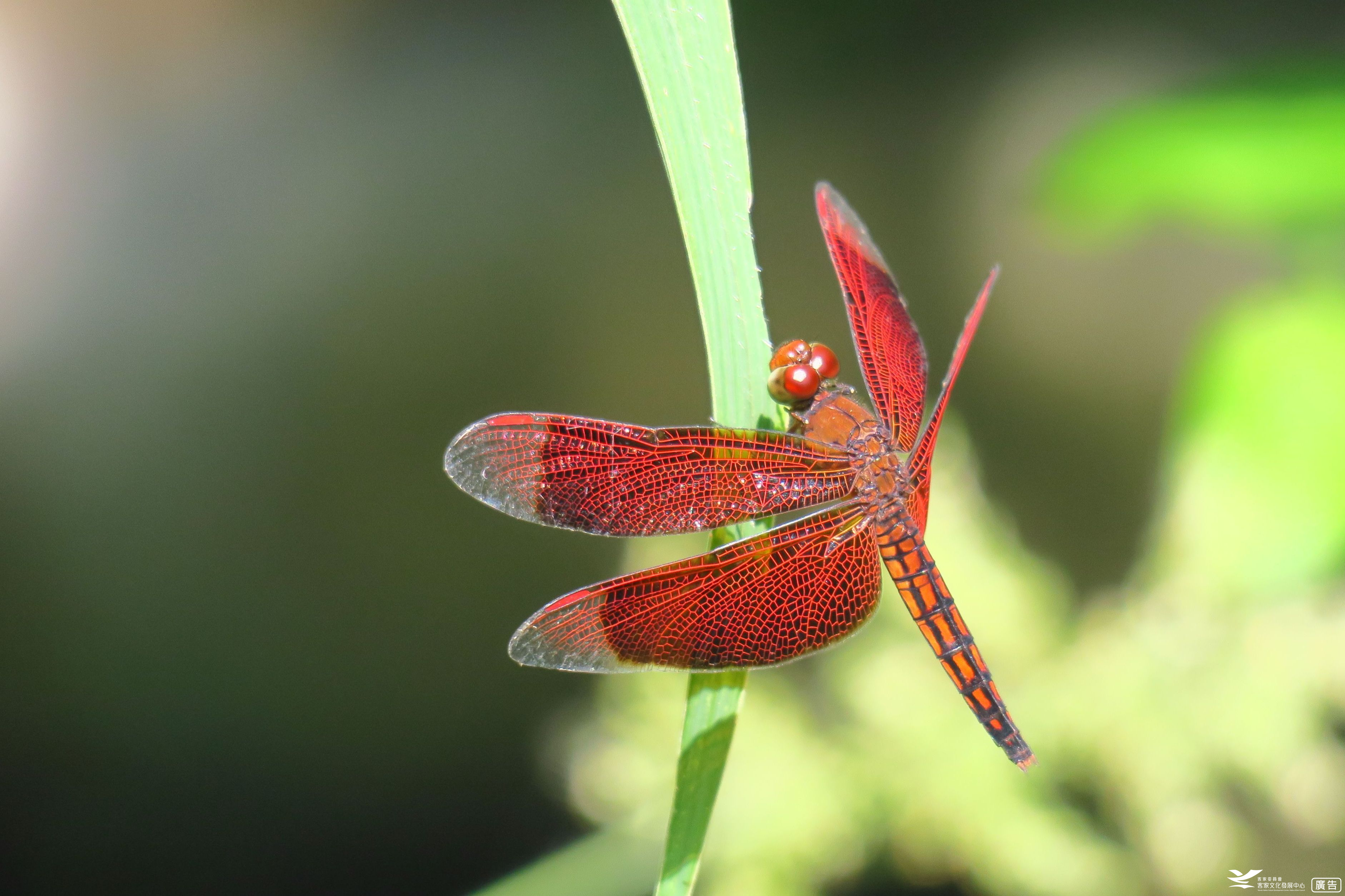 114年11月份「生態調查筆記」 展示圖