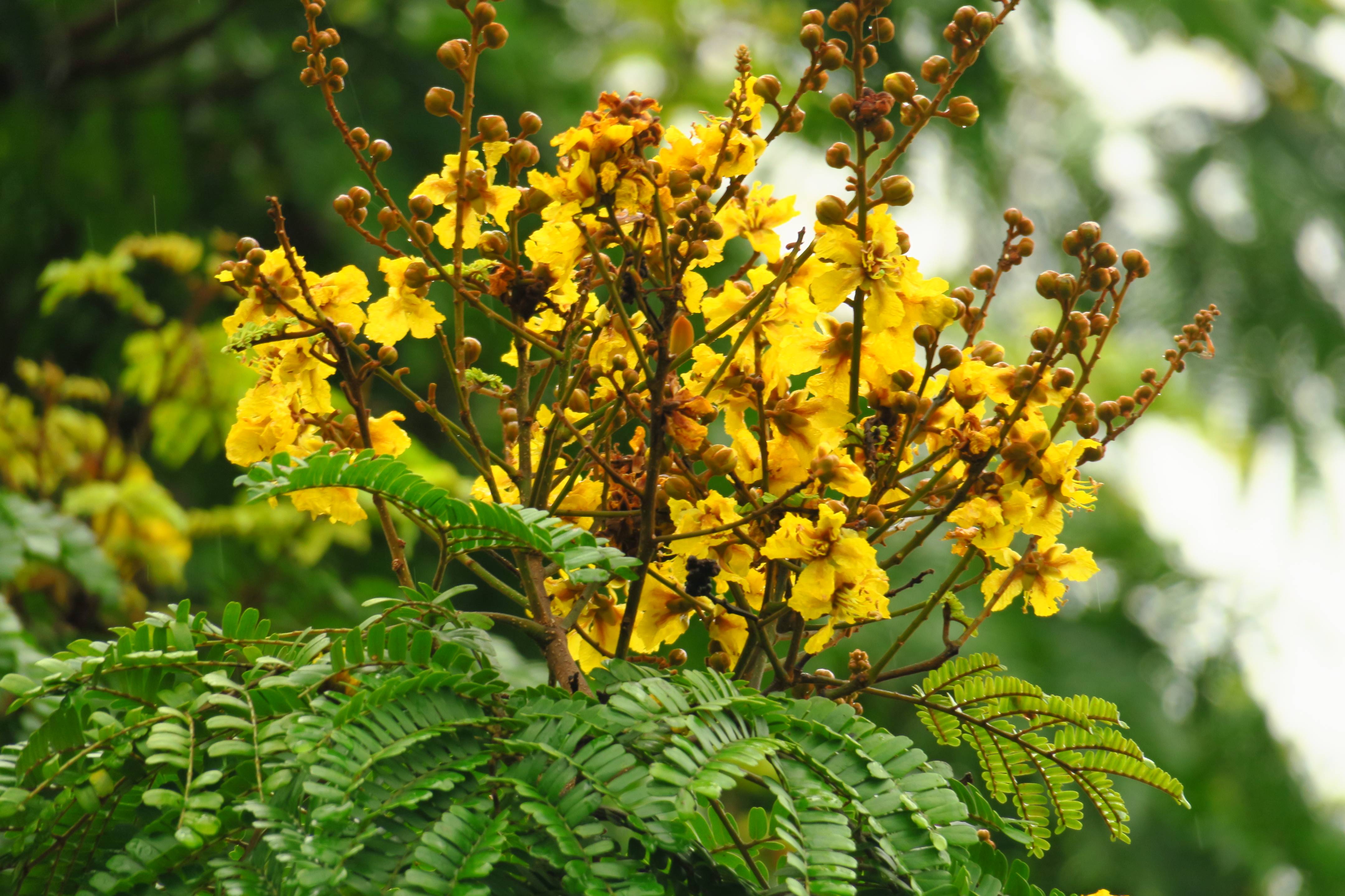 111年6月份 生態調查筆記 客家文化發展中心全球資訊網 中文版