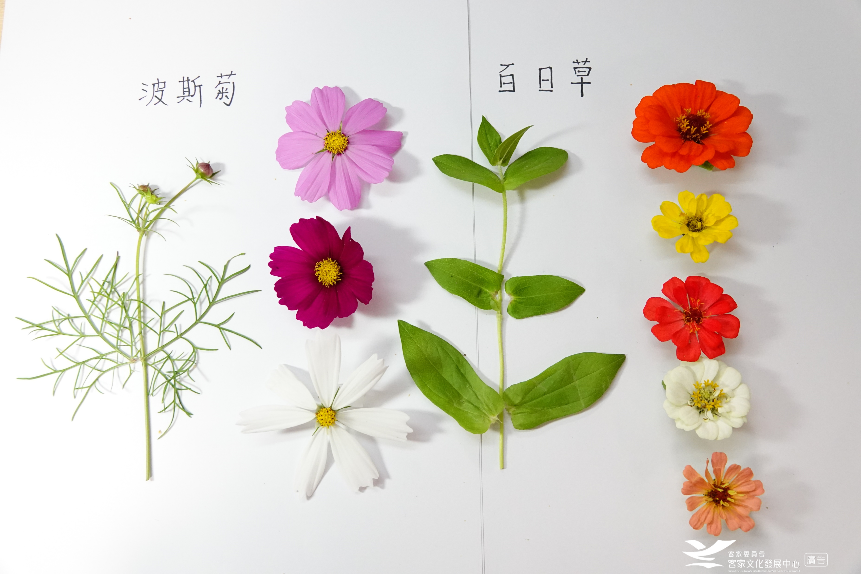 客迎新春過好年 龍來福氣迎新春 色彩繽紛波斯菊 百日草 展示圖