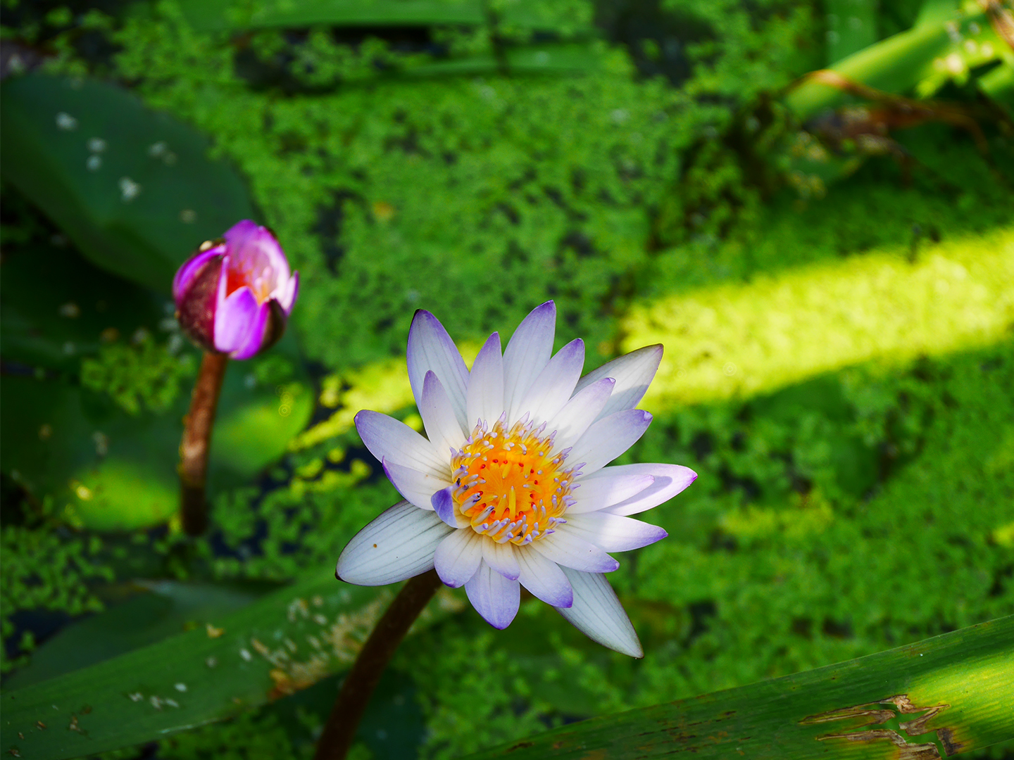 Purple water Lily