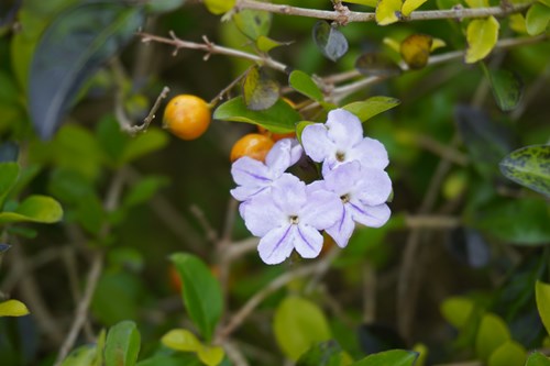 金露華-花朵與果實