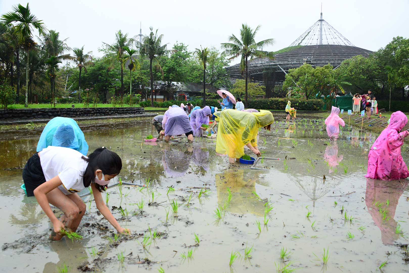 Visitors experiencing the fun of planting rice seedlings