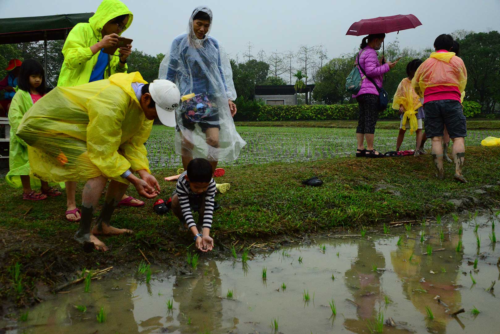 Visitors trying to put eels into the paddy field inside Liudui Hakka Cultural Park