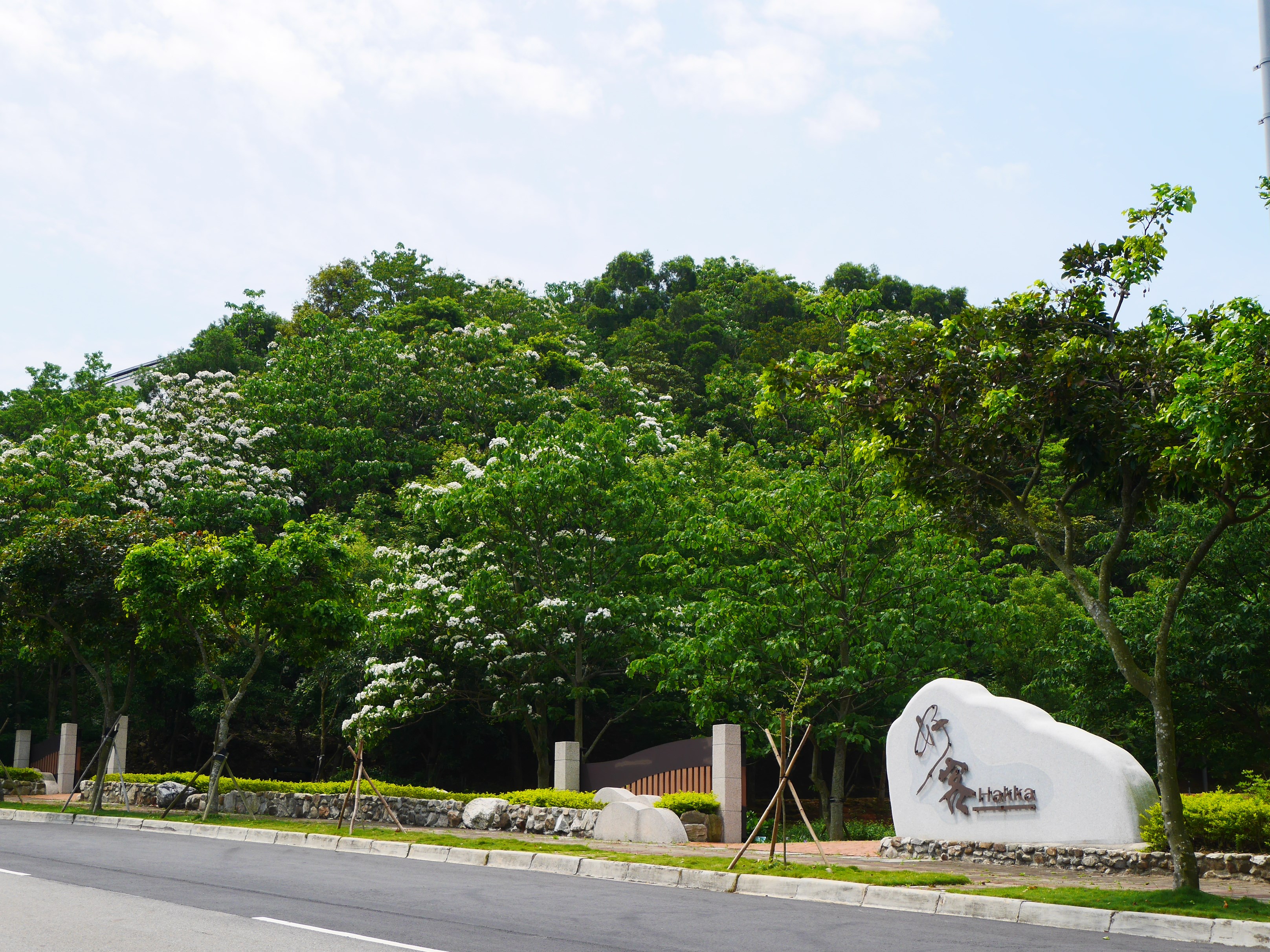 目前好客公園桐花盛開