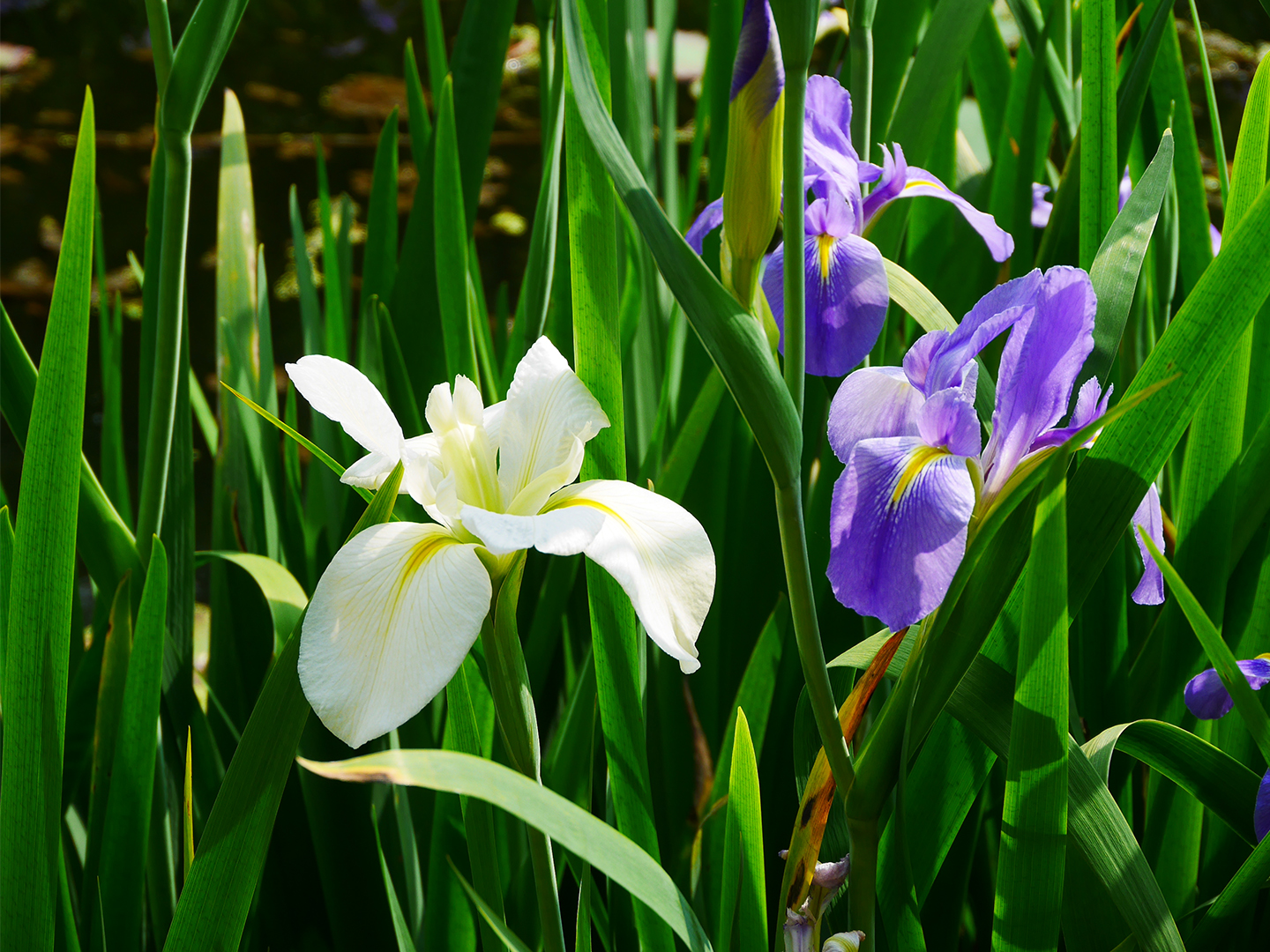 白色及紫色鳶尾花