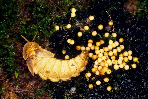 螢火蟲雌蟲產卵