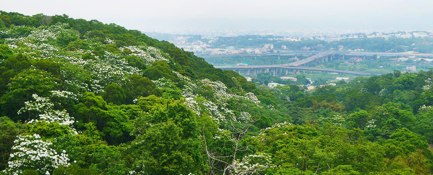 Tung flowers in the mountains