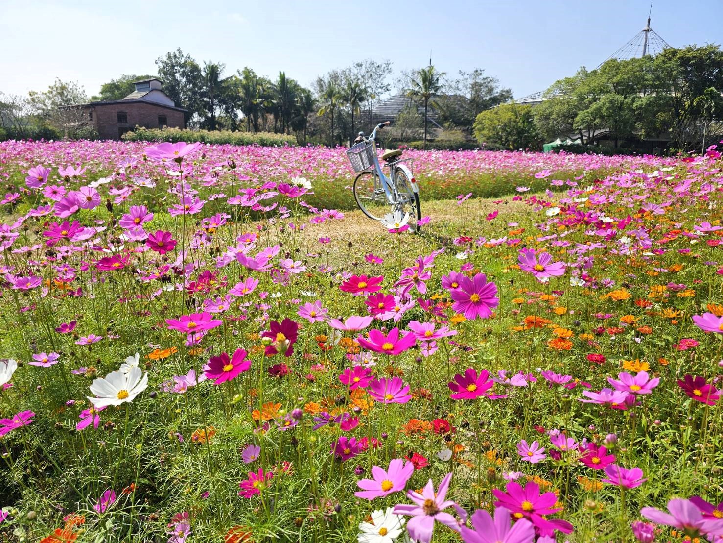 The blooming flowers in Liugdui Hakka Cultural Park